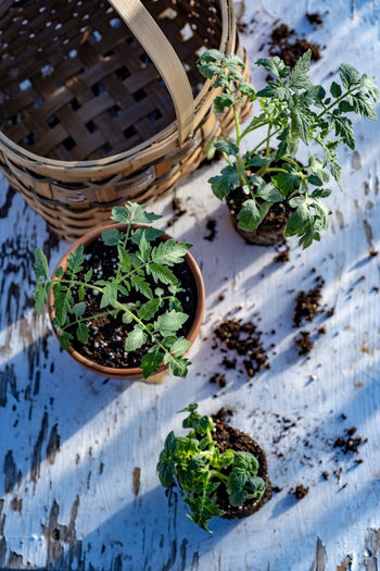 Table top view of gardening or potting bench with young tomato plants, clay pot, garden basket