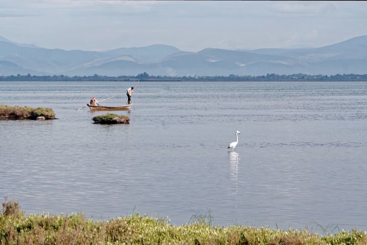 Swans on lake against sky