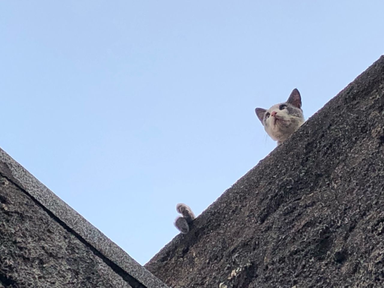 LOW ANGLE VIEW OF CAT ON A WALL