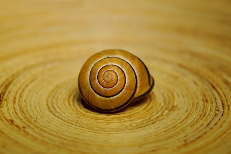 Close-up of snail on spiral wooden table