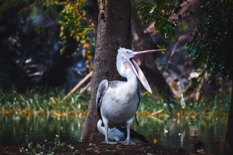 Pelican bird perching on a lake with long beak