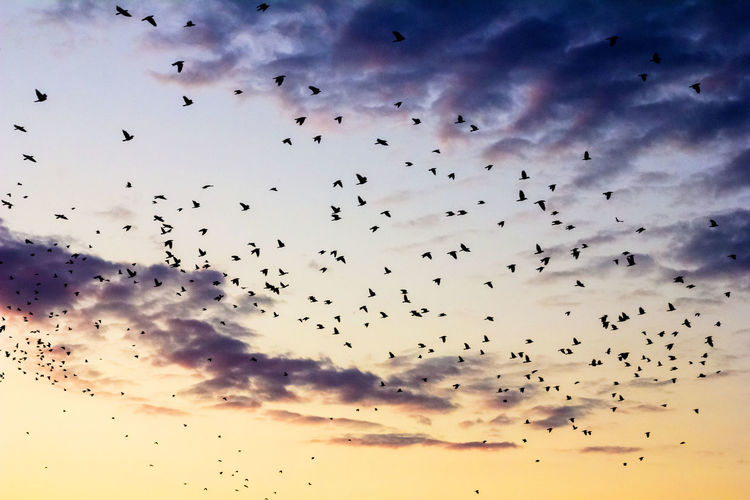 Low angle view of birds flying over cloudy sky