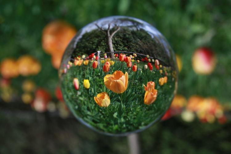 Close-up of orange flowering plant seen through crystal ball