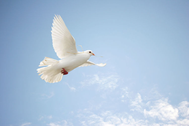 Low angle view of dove flying against clear sky