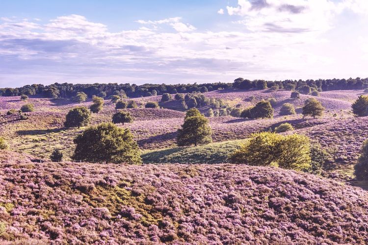 Purple flowering plants on field against sky, blooming heather heid fields in the netherlands 