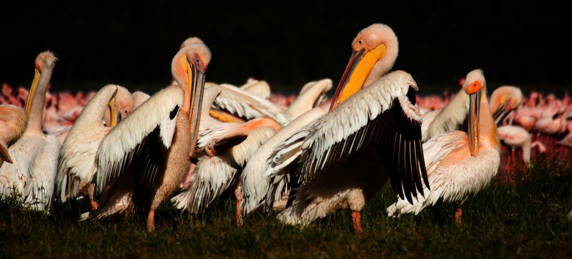 Large group of pelicans on grass