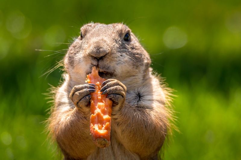 Close-up of prairie dog eating food