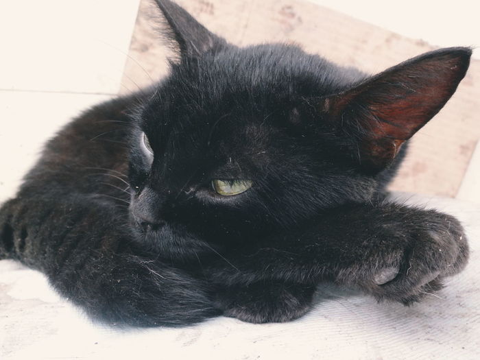 Close-up of cat lying on floor