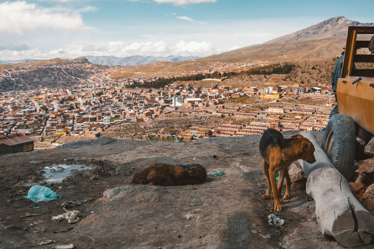 Stray dogs on ground above city
