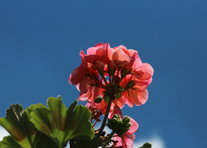 Close-up of red flowering plant against blue sky