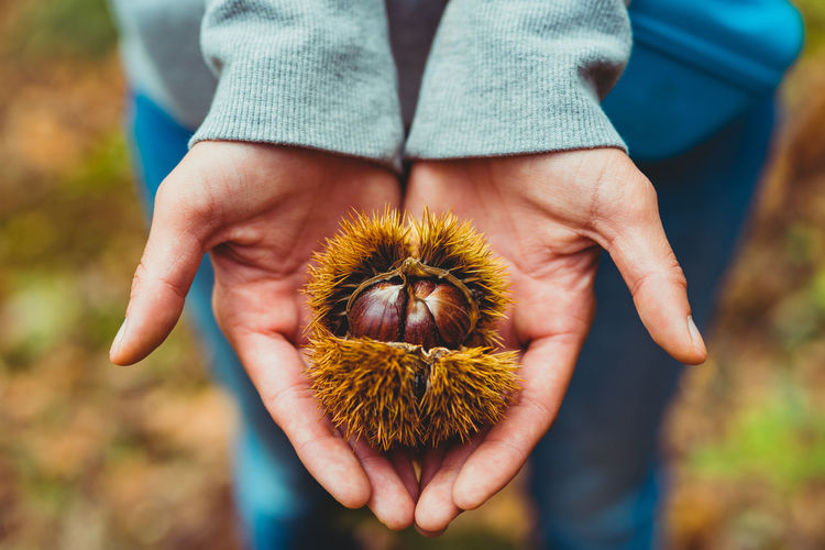 Midsection of person holding leaf