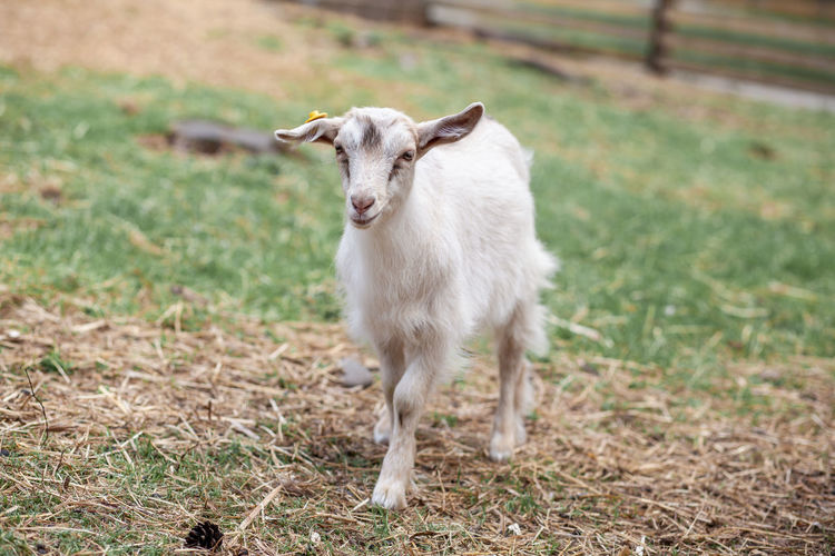 Sheep standing on field