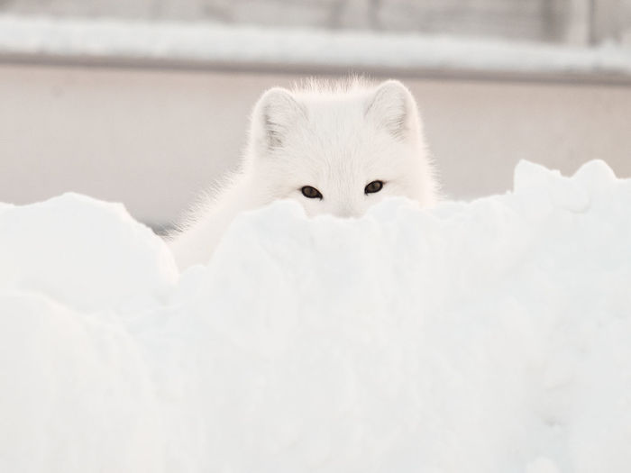 Close-up of fox on snow
