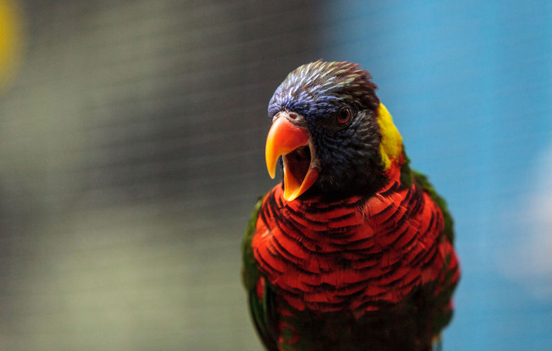 Close-up of rainbow lorikeet with mouth open