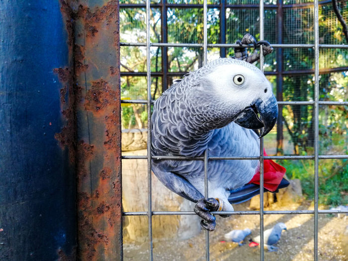 Close-up of parrot on fence