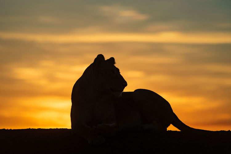 Silhouette of lioness at dawn on horizon