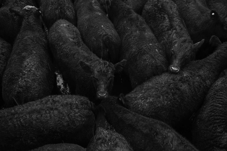 Full frame shot of black cattle