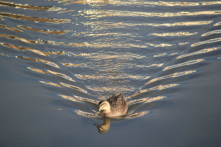 High angle view of female mallard duck swimming in lake