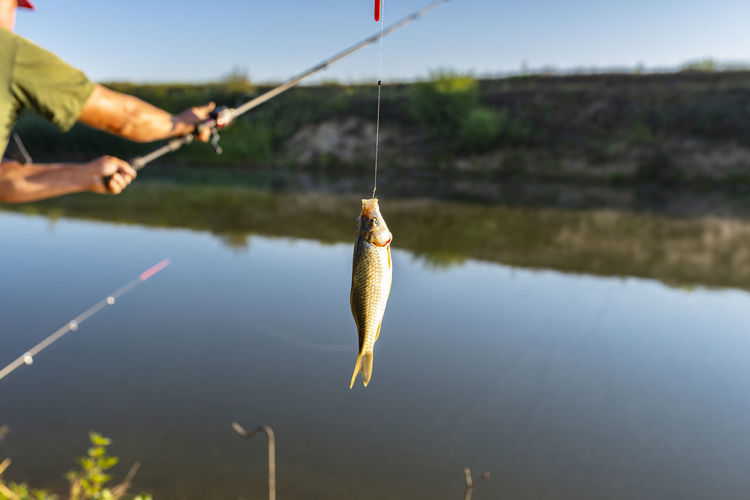 Crucian fish caught on bait by the lake, hanging on a hook on a fishing rod.