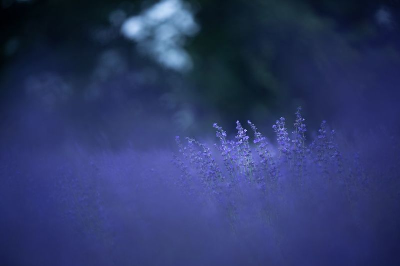 Close-up of purple flower