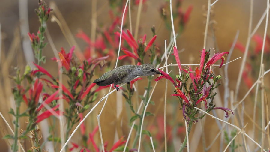 Bird perching on red flower