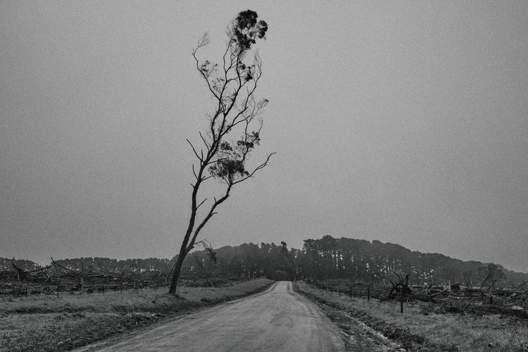 Lone dying tree on dirt road after deforestation 