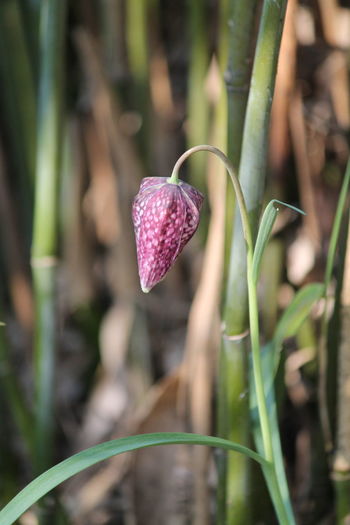 Close-up of purple flowering plant on field