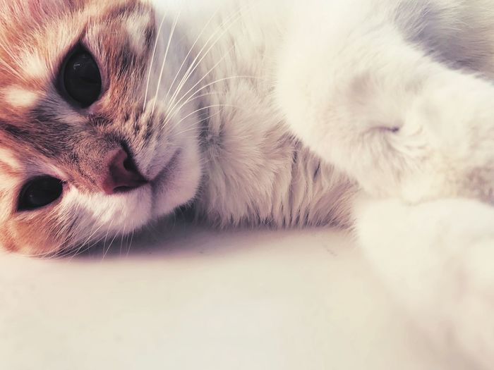 Close-up of cat lying down