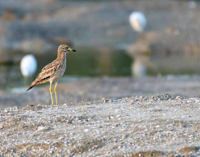 Seagull perching on a land