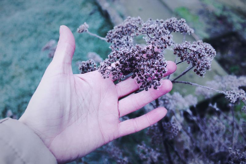 Close-up of hand holding flower