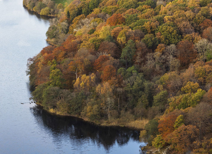 Trees by river in forest during autumn