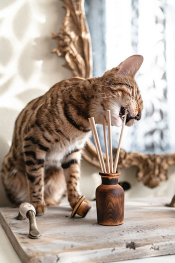 Wooden aroma diffuser with chopsticks a bengal cat is trying to eat