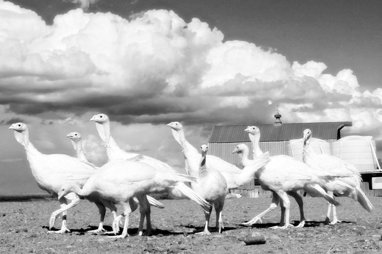 Turkeys on field against sky