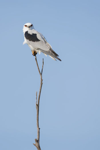 Bird perching on stick against clear sky