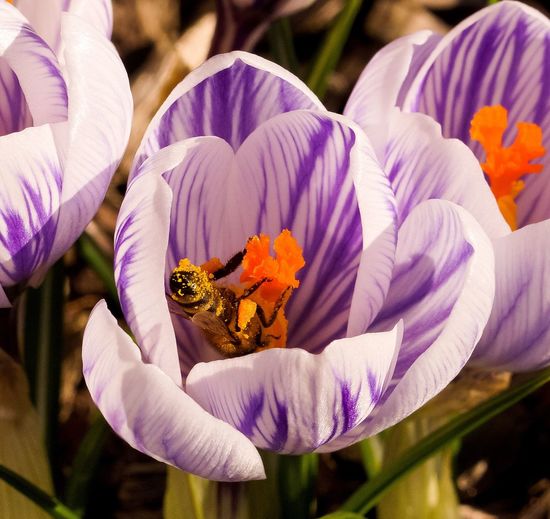 Close-up of purple flowers
