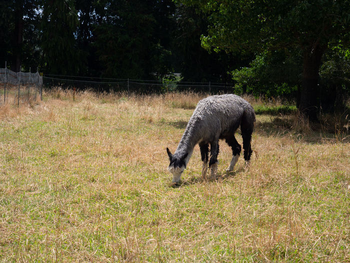 View of a horse grazing on field