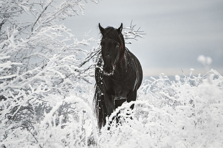 Portrait of horse standing on field against sky during winter