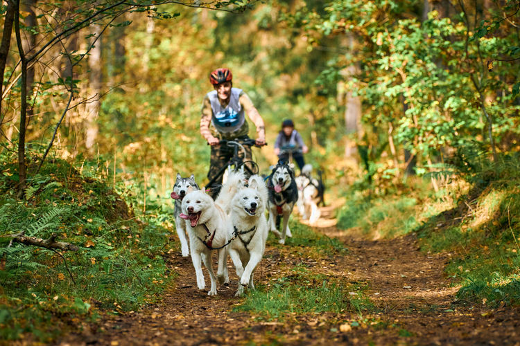 People riding dog in forest