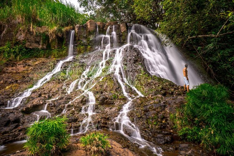 Scenic view of waterfall in forest