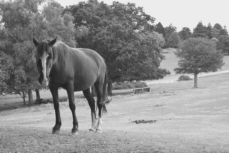 Horse standing in a field