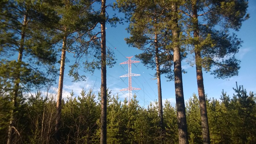 Trees on landscape against sky
