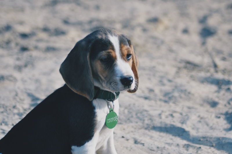Close-up of dog