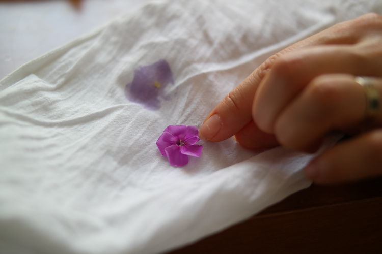 Close-up of hand holding white flower on bed