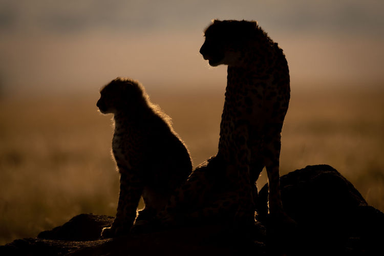 Silhouette cheetahs on rock against sky during sunset