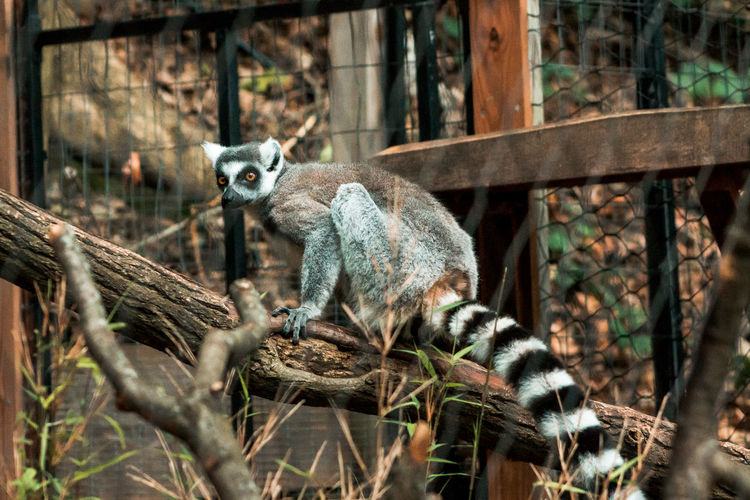 Lemur climbing around its habitat at the zoo