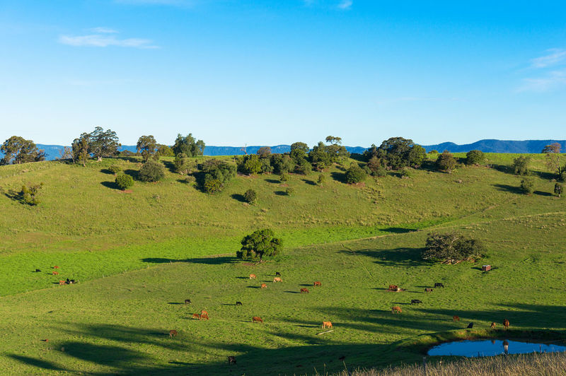Aerial view of grazing cows on green paddock, pasture. rural farm landscape hunter valley, australia