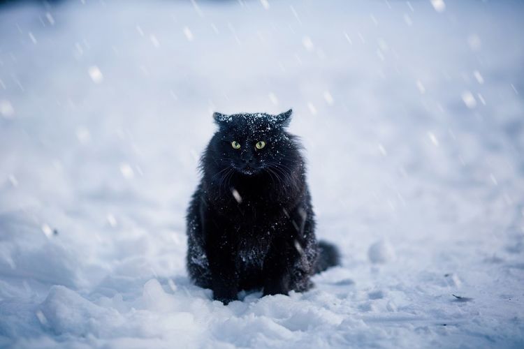 Black cat on snow