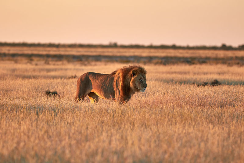 Lion walking in the grass during sunset