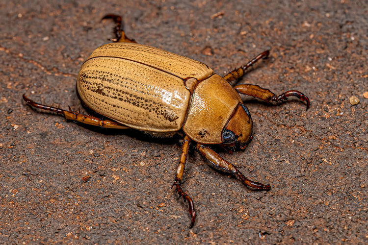 Close-up of insect