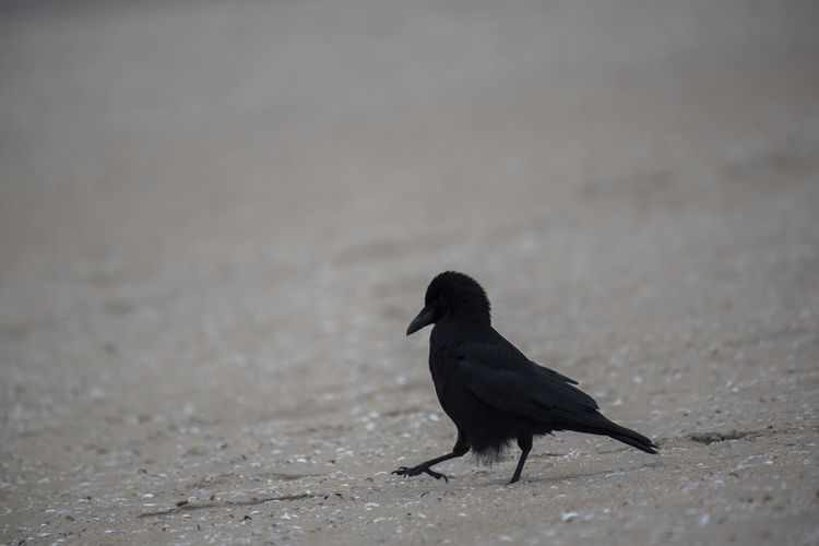 Black bird perching on a sand